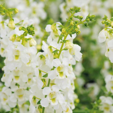 Photo de variété de fleurs à utiliser comme: Pot et Plante à massif Angelonia angustifolia Serena White