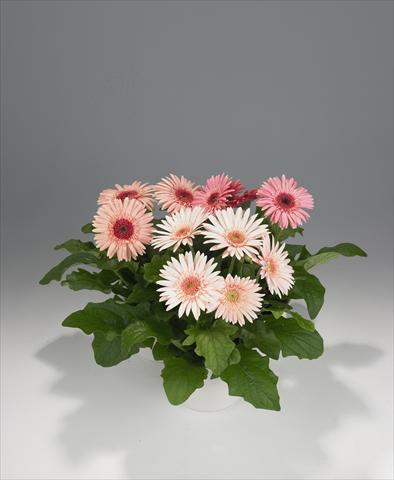 Photo de variété de fleurs à utiliser comme: Suspension / pot Gerbera jamesonii Royal Semi-double Pink