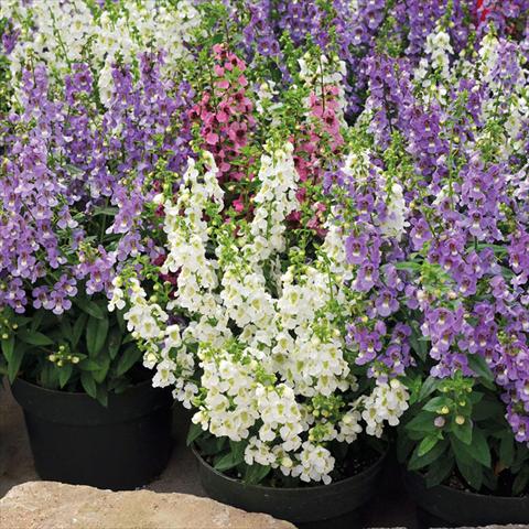 Photo de variété de fleurs à utiliser comme: Pot et Plante à massif Angelonia Serenita Mix