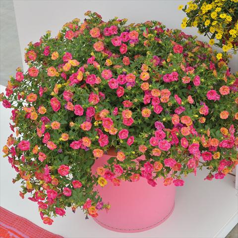 Photo de variété de fleurs à utiliser comme: Suspension / pot 2 Combo Chameleon Double Pink Yellow