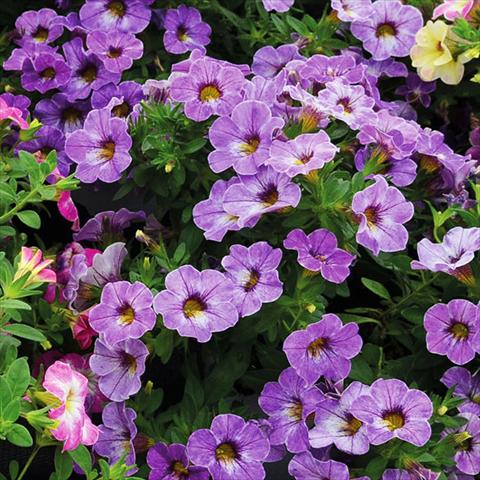 Photo de variété de fleurs à utiliser comme: Suspension / pot Calibrachoa Chameleon Lavender Sorbet