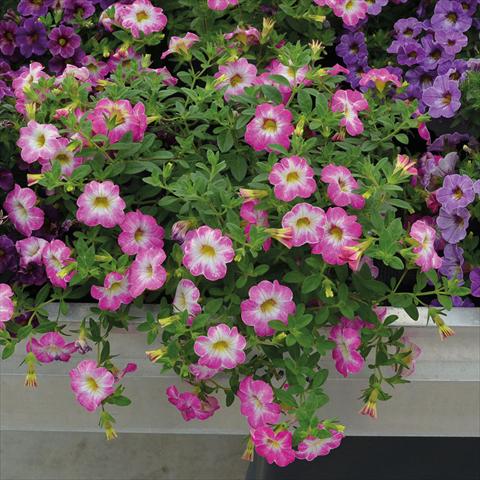 Photo de variété de fleurs à utiliser comme: Suspension / pot Calibrachoa Chameleon Pink Sorbet