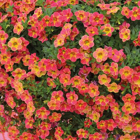 Photo de variété de fleurs à utiliser comme: Suspension / pot Calibrachoa Chameleon Sunshine Berry