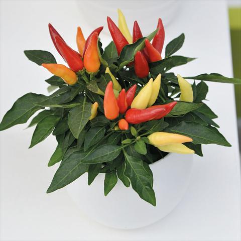 Photo de variété de fleurs à utiliser comme: Pot Capsicum annuum Bomba