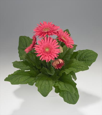Photo de variété de fleurs à utiliser comme: Suspension / pot Gerbera jamesonii Royal Semi-double Rose