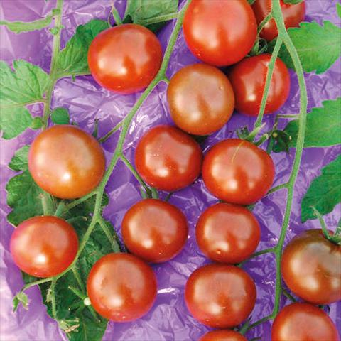 Photo de variété de fleurs à utiliser comme: Pot Solanum lycopersicum (pomodoro) Ciliegino Perla nera