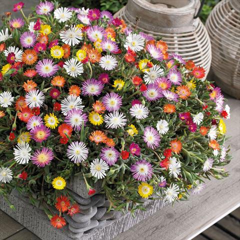Photo de variété de fleurs à utiliser comme: Pot Delosperma congesta Jewel of desert
