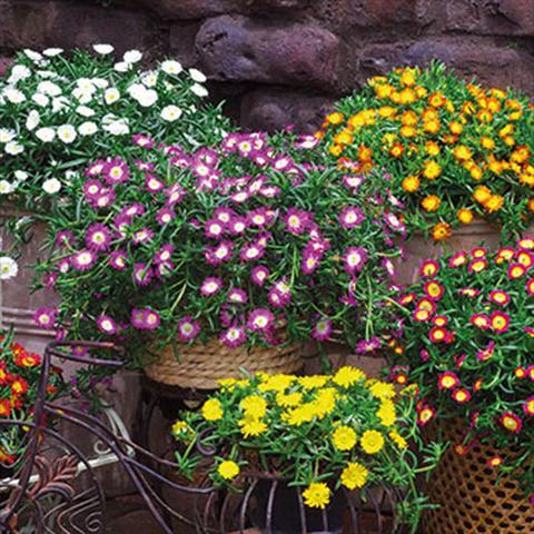 Photo de variété de fleurs à utiliser comme: Pot Delosperma congesta Delosperma Wheels of Wonder