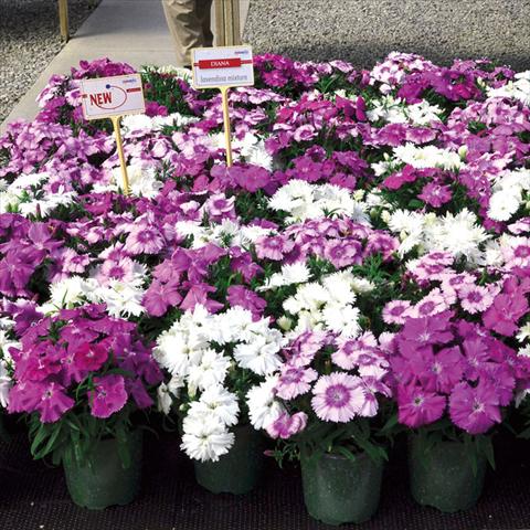 Photo de variété de fleurs à utiliser comme: Pot Dianthus chinensis Lavendina Mix
