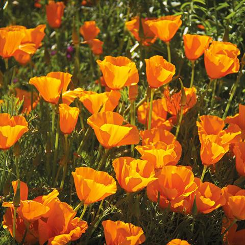 Photo de variété de fleurs à utiliser comme: Patio, pot Escholtzia californica Escholtzia californica Mix