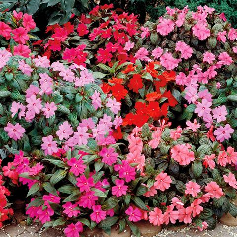 Photo de variété de fleurs à utiliser comme: Pot, Plante à massif, patio Impatiens N. Guinea Big Bounce