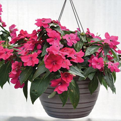 Photo de variété de fleurs à utiliser comme: Suspension / pot Impatiens N. Guinea Bounce Cherry