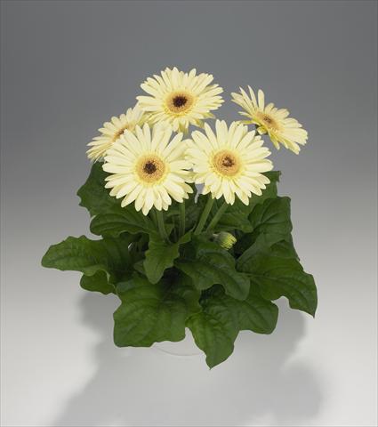 Photo de variété de fleurs à utiliser comme: Suspension / pot Gerbera jamesonii Royal Semi-double Vanilla