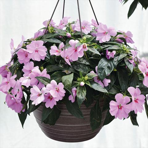 Photo de variété de fleurs à utiliser comme: Suspension / pot Impatiens N. Guinea Bounce Lilac