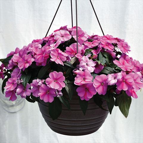 Photo de variété de fleurs à utiliser comme: Suspension / pot Impatiens N. Guinea Bounce Pink Flame