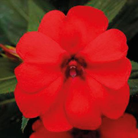 Photo de variété de fleurs à utiliser comme: Suspension / pot Impatiens N. Guinea Bounce Red