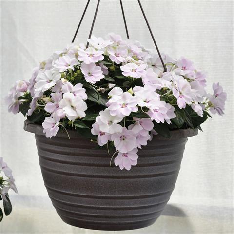Photo de variété de fleurs à utiliser comme: Suspension / pot Impatiens N. Guinea Bounce White