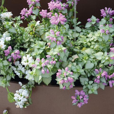 Photo de variété de fleurs à utiliser comme: Patio, pot Lamium Mega Purple