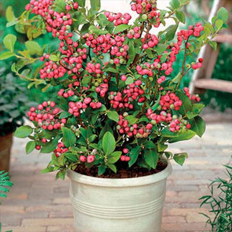 Photo de variété de fleurs à utiliser comme: Pot, Plante à massif, patio Vaccinium myrtillus Mirtillo Rosa Pink Lemonade