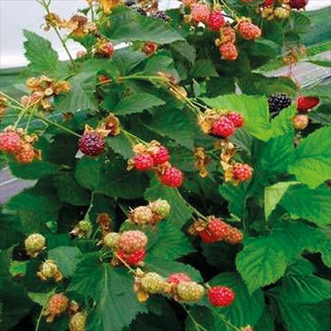 Photo de variété de fleurs à utiliser comme: Pot, Plante à massif, patio Rubus ulmifolius Mora Senza Spine Rifiorente Reuben