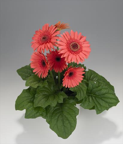 Photo de variété de fleurs à utiliser comme: Suspension / pot Gerbera jamesonii Royal Semi-double Wartermelon