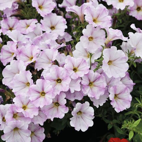 Photo de variété de fleurs à utiliser comme: Suspension / pot Petunia hybrida Compatta Sputnik Lilla Pastello