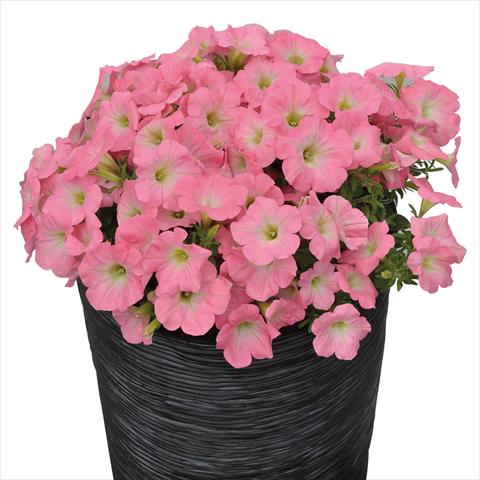 Photo de variété de fleurs à utiliser comme: Suspension / pot Petunia hybrida Compatta Sputnik Rosa a Gola Bianca