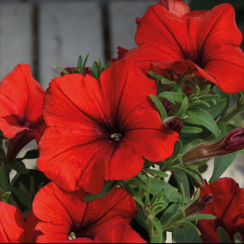Photo de variété de fleurs à utiliser comme: Suspension / pot Petunia hybrida Compatta Sputnik Rosso