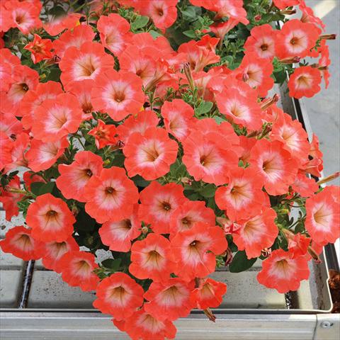 Photo de variété de fleurs à utiliser comme: Suspension / pot Petunia hybrida Compatta Sputnik Salmone Gola Bianca