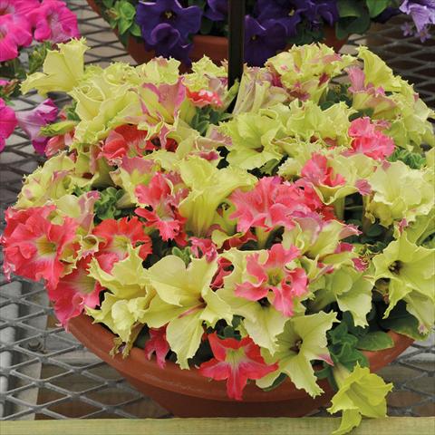 Photo de variété de fleurs à utiliser comme: Suspension / pot Petunia hybrida Fusable Lime Cora