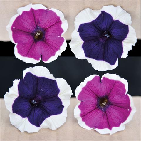 Photo de variété de fleurs à utiliser comme: Suspension / pot Petunia hybrida Vogue Blu & Purple Bordato Mix