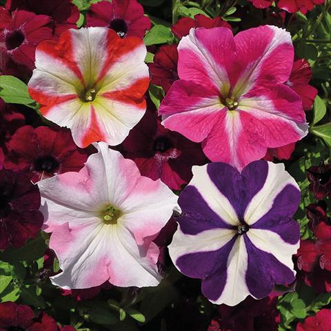 Photo de variété de fleurs à utiliser comme: Suspension / pot Petunia hybrida Vogue Crazy Stellato Mix