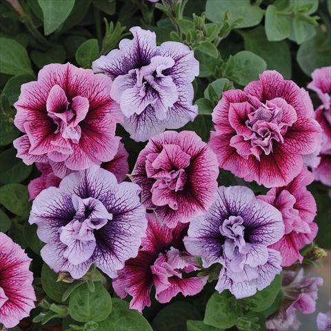 Photo de variété de fleurs à utiliser comme: Suspension / pot Petunia hybrida Vogue Doppia Mix