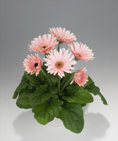 Photo de variété de fleurs à utiliser comme: Suspension / pot Gerbera jamesonii Royal Soft Pink