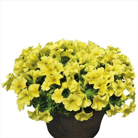 Photo de variété de fleurs à utiliser comme: Suspension / pot Petunia hybrida Vogue Giallo Antico
