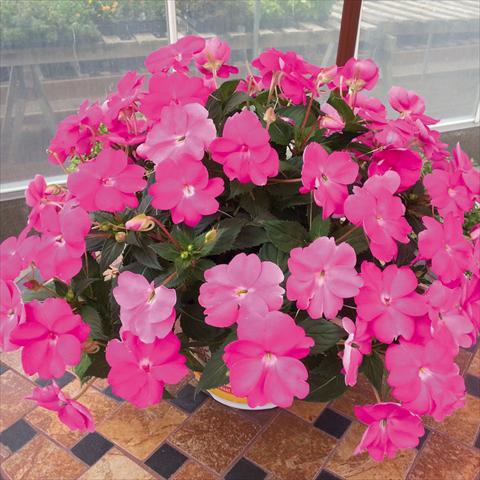 Photo de variété de fleurs à utiliser comme: Plante à massif, pot ou Suspension Impatiens N. Guinea SunPatiens Compact Hot Lilac