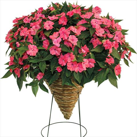 Photo de variété de fleurs à utiliser comme: Plante à massif, pot ou Suspension Impatiens N. Guinea SunPatiens Vigorous Pink Pearl
