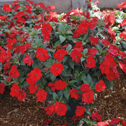 Photo de variété de fleurs à utiliser comme: Plante à massif, pot ou Suspension Impatiens N. Guinea SunPatiens Vigorous Scarlet Red