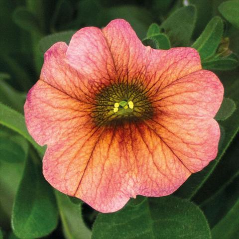 Photo de variété de fleurs à utiliser comme: Suspension / pot Calibrachoa hybrida SuperCall Henna Flower