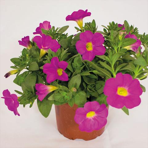 Photo de variété de fleurs à utiliser comme: Suspension / pot Calibrachoa hybrida SuperCall Pink