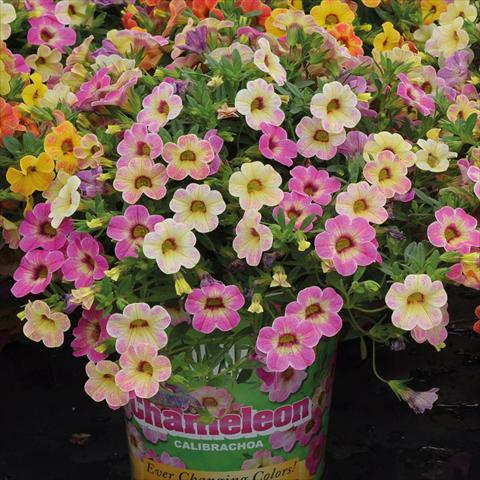 Photo de variété de fleurs à utiliser comme: Suspension / pot Calibrachoa hybrida Chameleon Pink Passion