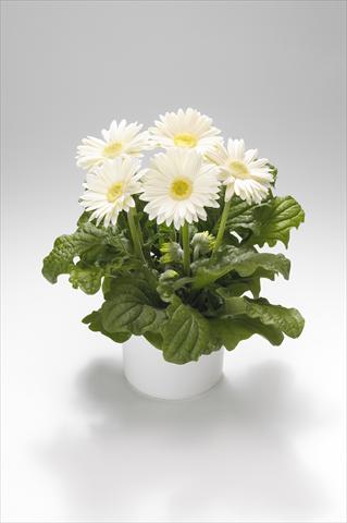Photo de variété de fleurs à utiliser comme: Suspension / pot Gerbera jamesonii Royal White