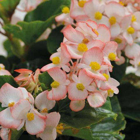 Photo de variété de fleurs à utiliser comme: Pot et Plante à massif Begonia Baby Wings Bicolore Foglia Verde