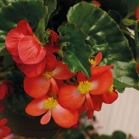 Photo de variété de fleurs à utiliser comme: Pot et Plante à massif Begonia Begonia Baby Wings Rosso Foglia Verde