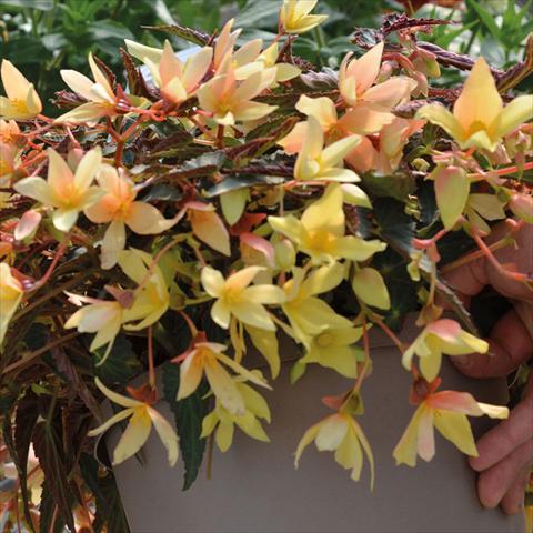 Photo de variété de fleurs à utiliser comme: Suspension / pot Begonia boliviensis Bossa Nova Ivory