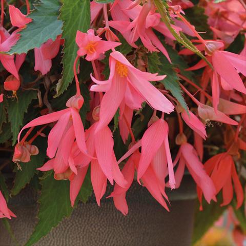 Photo de variété de fleurs à utiliser comme: Suspension / pot Begonia boliviensis Bossa Nova Pink glow