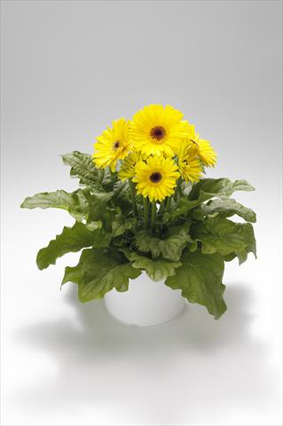 Photo de variété de fleurs à utiliser comme: Suspension / pot Gerbera jamesonii Royal Yellow
