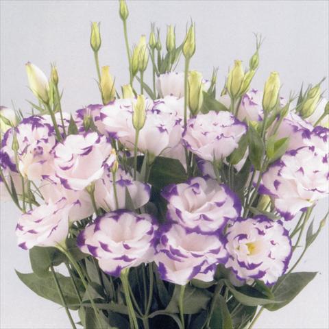 Photo de variété de fleurs à utiliser comme: Fleur coupée Lisianthus F.1 Magic Blue Picotee