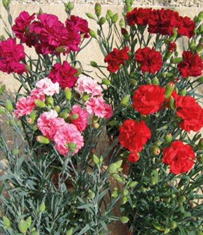Photo de variété de fleurs à utiliser comme: Pot et Plante à massif Dianthus caryophyllus F1 Can Can