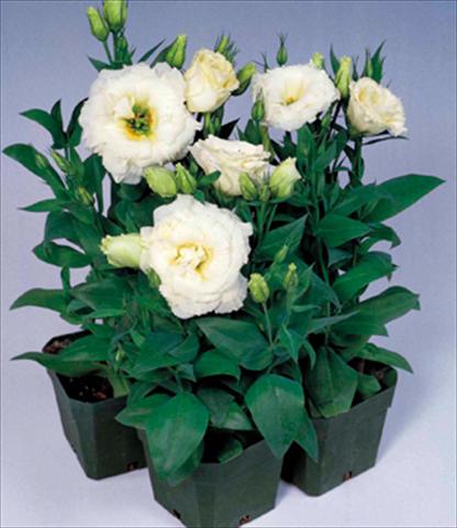 Photo de variété de fleurs à utiliser comme: Pot Lisianthus (Eustoma grandiflorum) Matador White